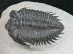 Bug Eyed Coltraneia Trilobite - #10741-1